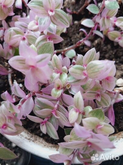 Каллизия розовая /комнатное растение