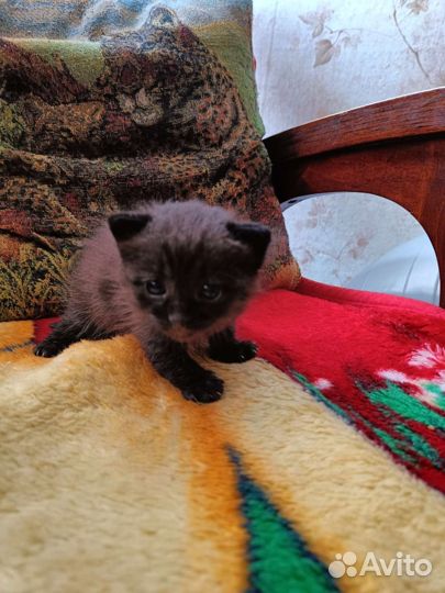 Котята в добрые руки бесплатно