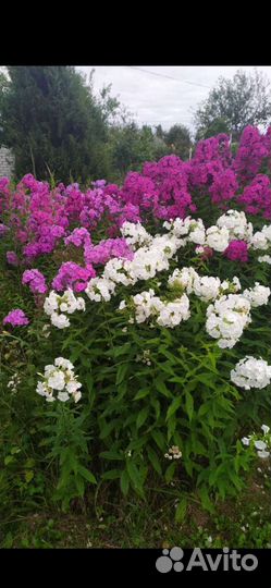 Маргаритки, ирисы, ромашки, гравилат, астильба