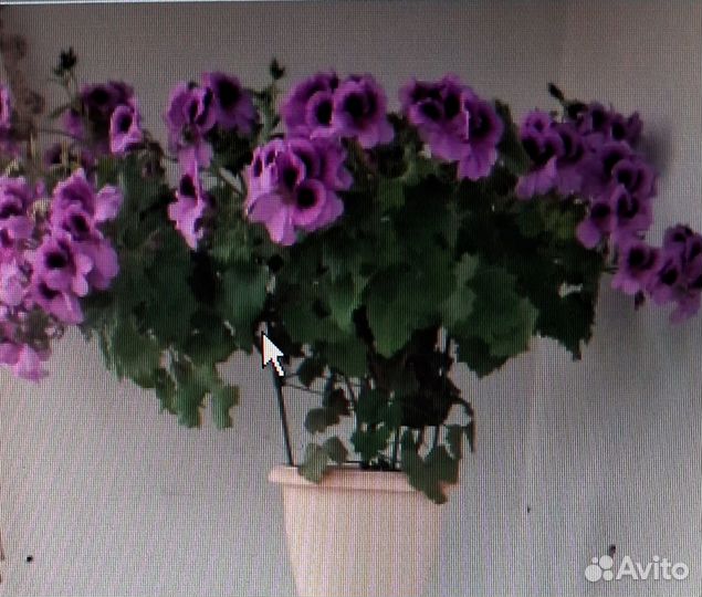 Пеларгония герань сортовая