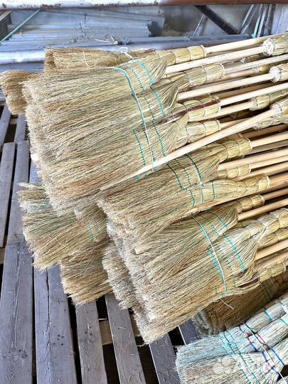 Метла сорго