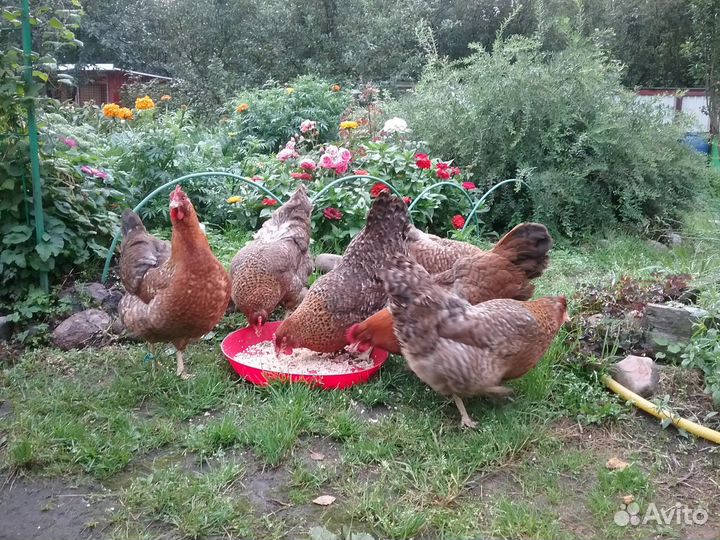 Билефельдер