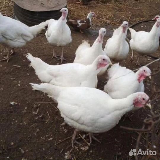 Индюшки 2мес