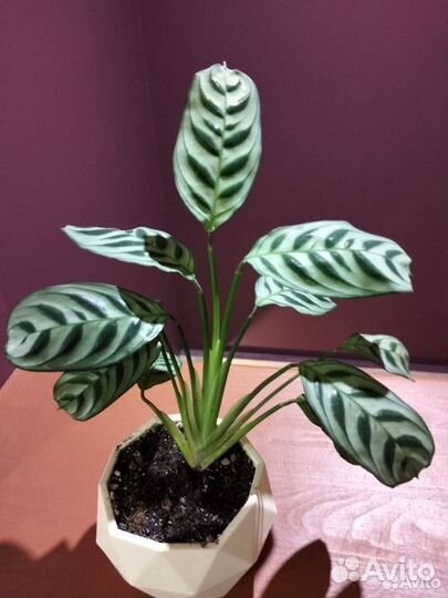 Ктенанта Бурле маркса, Сингониум баттерфляй