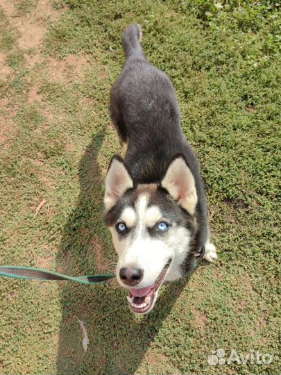 Сибирский хаски