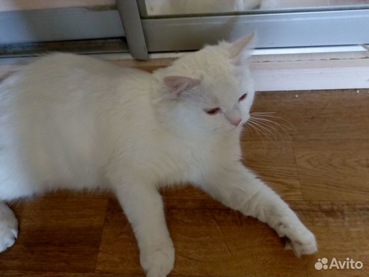 Отдам котика