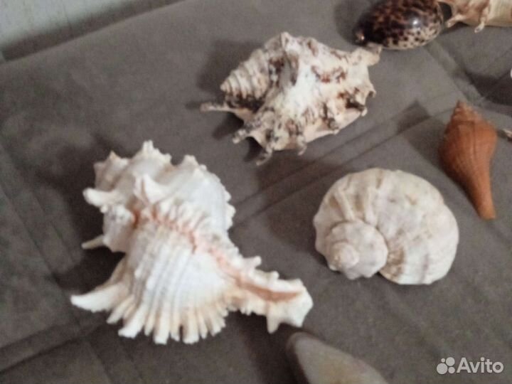 Морские ракушки раковины