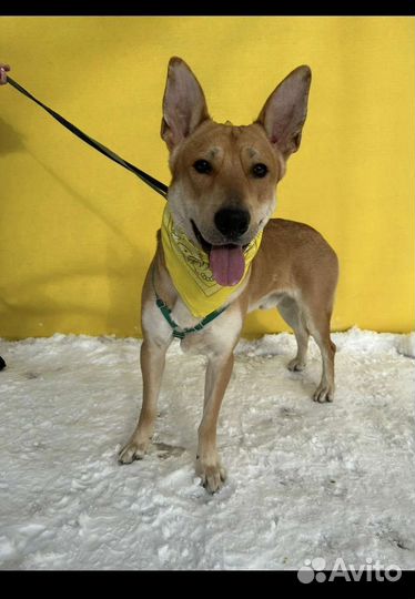 Классный пес Шнапс ищет дом