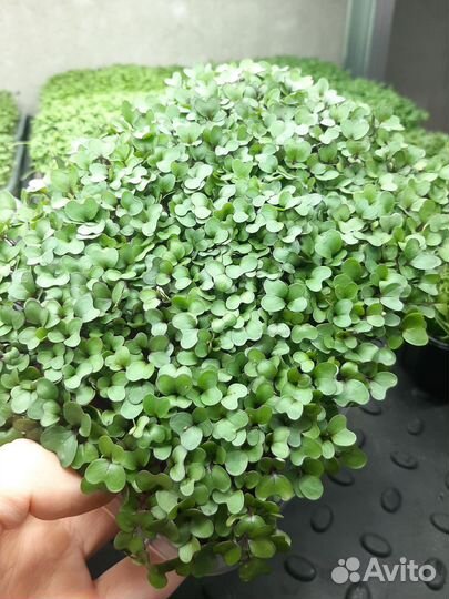 Микрозелень в наличии