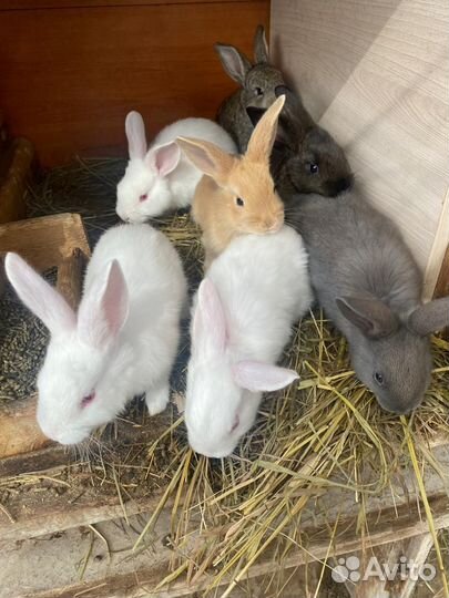Кролики мясных пород