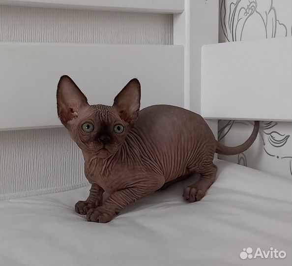 Канадский сфинкс котенок