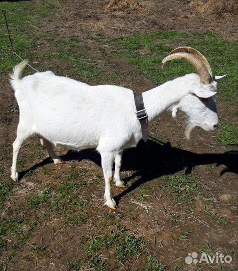 Коза дойная