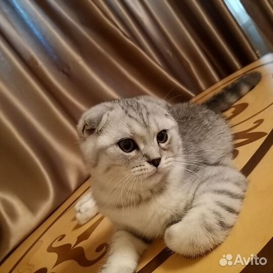 Котенок игривый