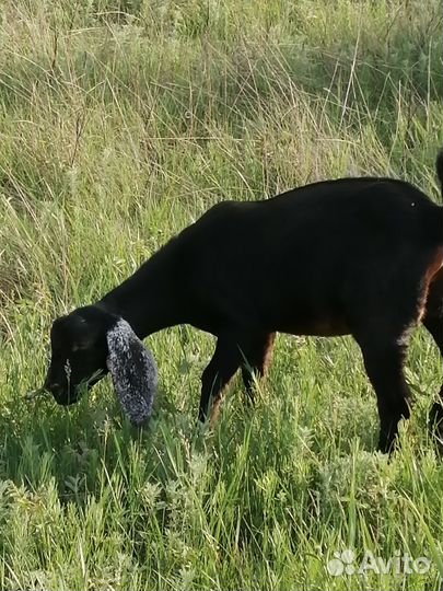 Нубийский козел