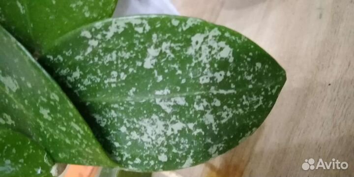 Хойи набором или взрослые растения