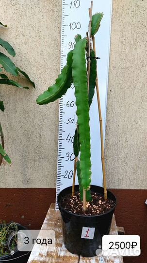 Тропическое растение Питахайя