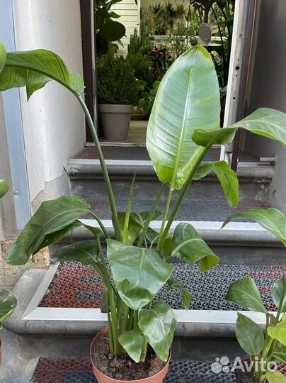 Стрелиция Николая