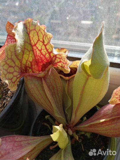 Мухоловки, непентосы, сарацении