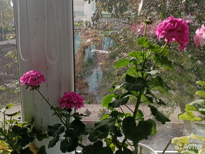 Пеларгония герань