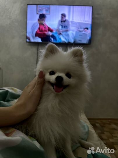 Шпиц