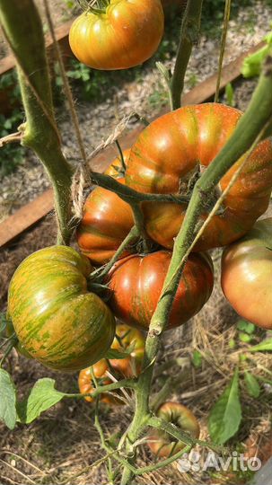 Семена коллекционных сортов томатов