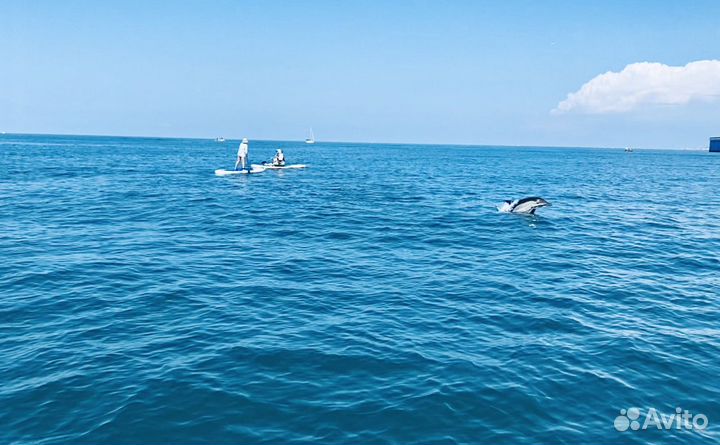 Прокат сапбордов, Аренда, саптуры к дельфинам
