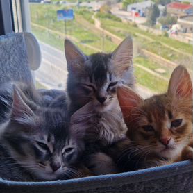 Сомалийский котенок(папа сибирский)