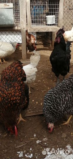 Яйцо для инкубации