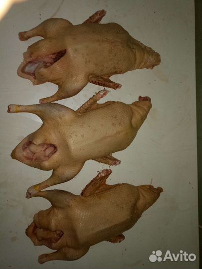 Мясо домашней птицы