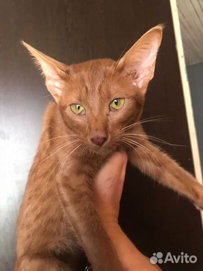 Ориентальная циннамон кошка