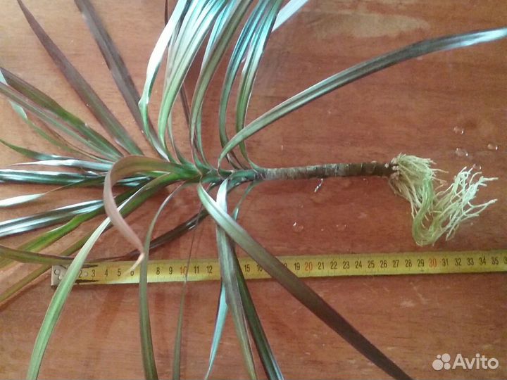 Драцена и две орхидеи