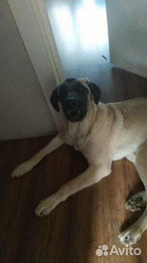 Передержка собак в частном доме