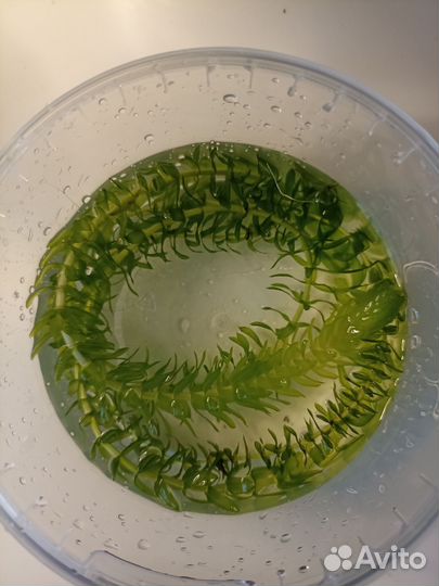 Растения для аквариума (прополка)