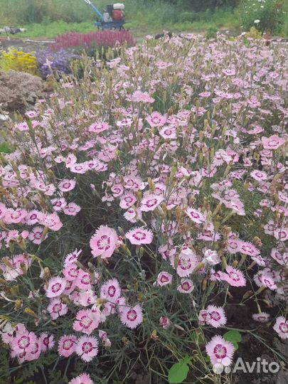 Многолетние цветы