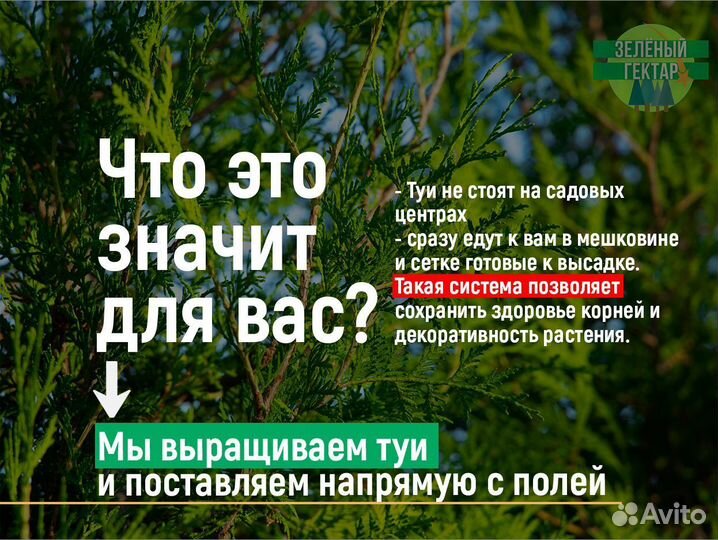 Туя колумна 120 см свежая копка 2023