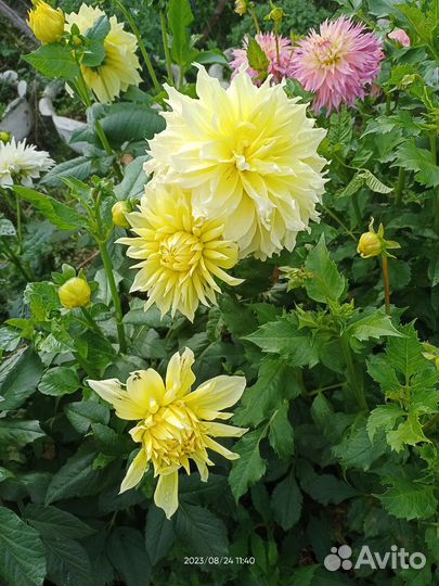 Георгины крупноцветковые