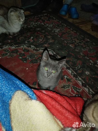 Котята в добрые руки