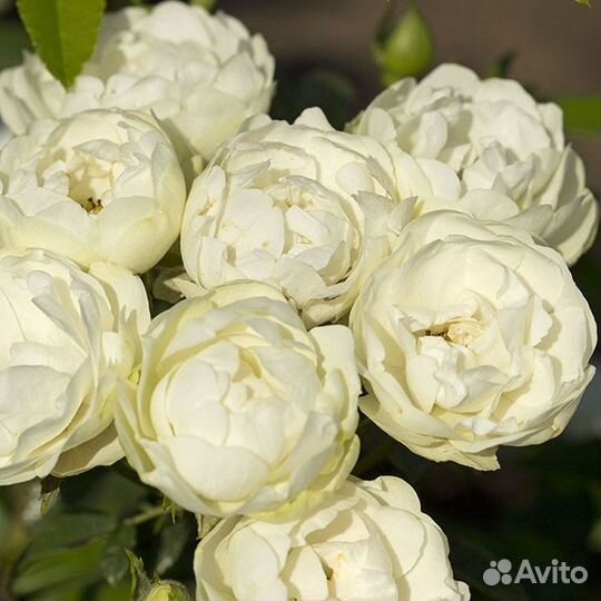 Розы в ассортименте