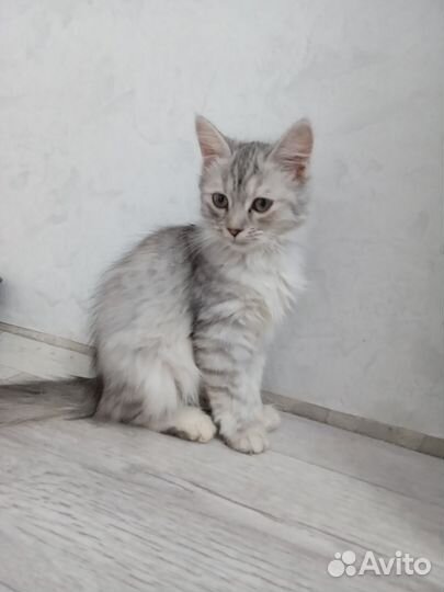 Отдам в добрые руки