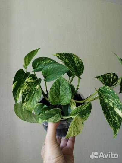 Эпипремнум золотистый и марбл квин