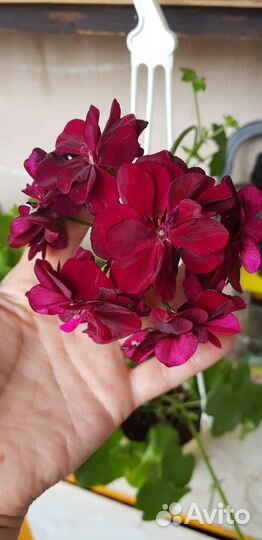 Пеларгония плющелистная