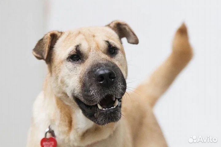 Собака девочка шарпей в добрые руки