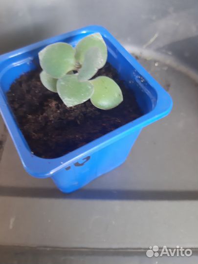 Каланхоэ лечебное продам