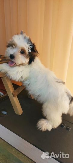 Малыши йорки