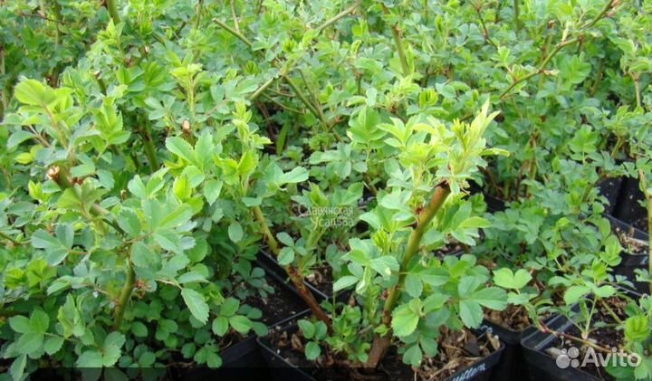 Шиповник Роза морщинистая