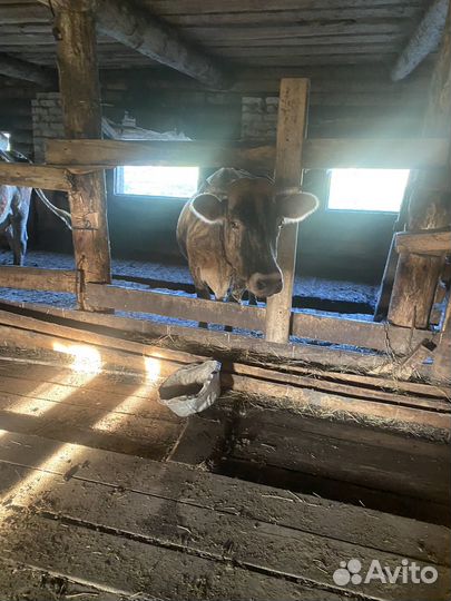 Коровы и телята