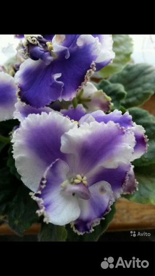 Черенки сортовых фиалок