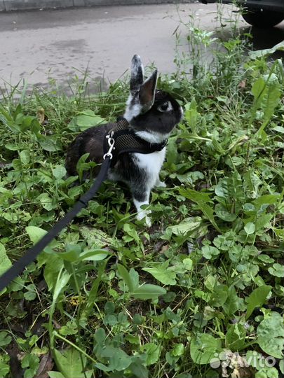 Кролик в добрые руки