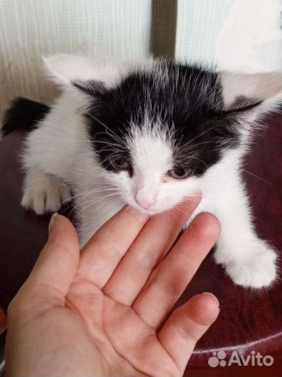 Котенок в добрые руки