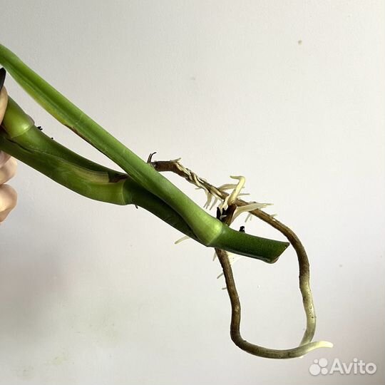 Монстера Обликва Манки Маск